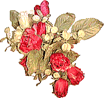 薔薇の壁紙、背景素材 v04