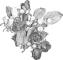 薔薇の壁紙、背景素材 v08